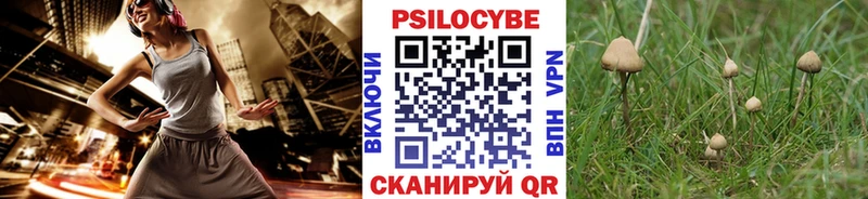 Галлюциногенные грибы Psilocybe  Купить закладки  Тогучин 